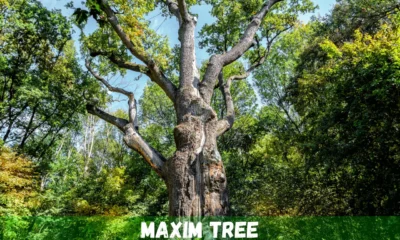 maxim tree