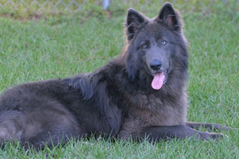 blue bay shepherd