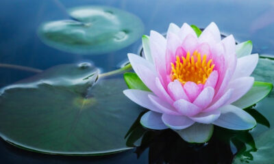 lotus flower