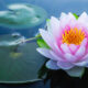 lotus flower