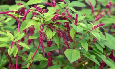 love lies bleeding