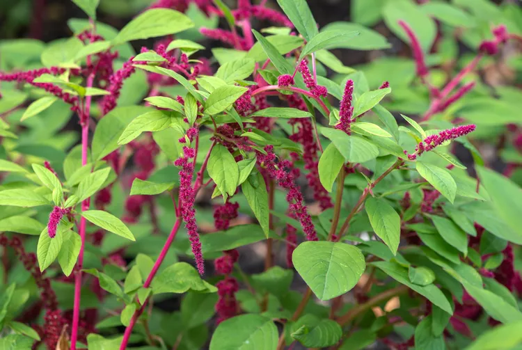 love lies bleeding