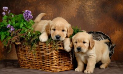 golden retriever puppies