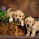 golden retriever puppies