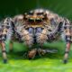 wolf spider